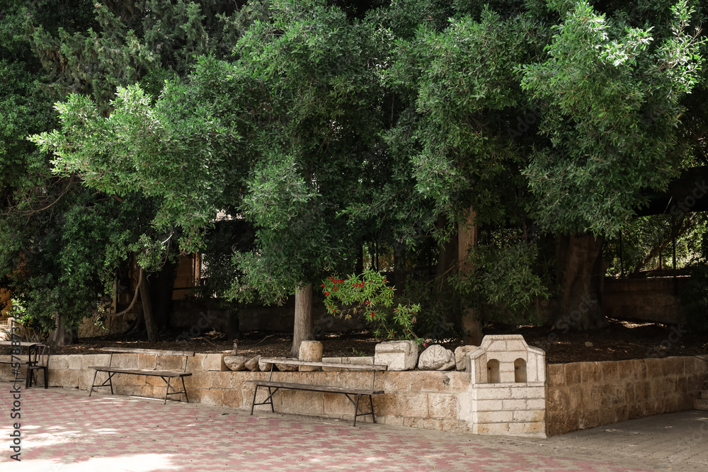 View of beautiful park with big green trees and benches