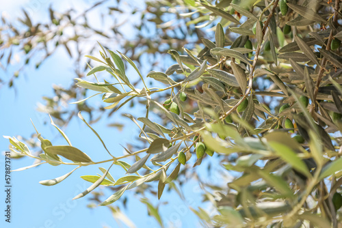 Wallpaper Mural Tree branches with leaves and green olives against blue sky background, closeup Torontodigital.ca