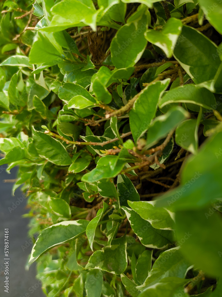 Portrait of evergreen ornamental shrub (Cornus alba sibirica variegata) plant leaves and flowers Portrait of evergreen ornamental shrub (Cornus alba sibirica variegata) plant leaves and flowers