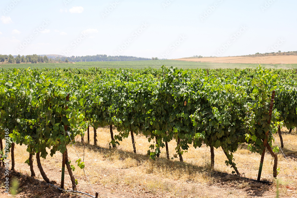 View of beautiful vineyard in countryside View of beautiful vineyard in countryside