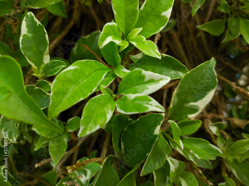 Close-up of a green ornamental shrub (Cornus alba sibirica variegata) leaf and flower plant. Background Ornamental shrub with variegated foliage - white border border on green leaves