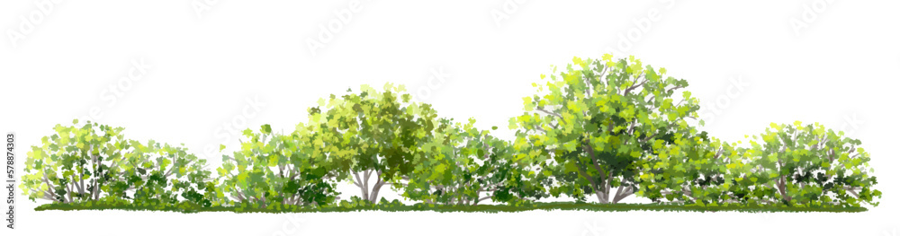 Vector watercolor of green grass side view isolated on white background for landscape and architecture drawing, elements for environment and garden, painting botanical for section