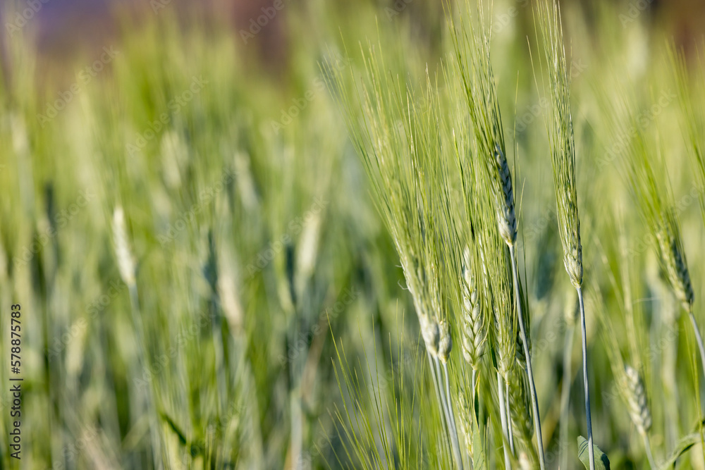 Agricultural field with ears of grain barley field. Fresh ears spikes of green barley. Green grain barley growing on field. Green barley is turning golden yellow. Young ripe ears swaying on the wind. Agricultural field with ears of grain barley field. Fresh ears spikes of green barley. Green grain barley growing on field. Green barley is turning golden yellow. Young ripe ears swaying on the wind.