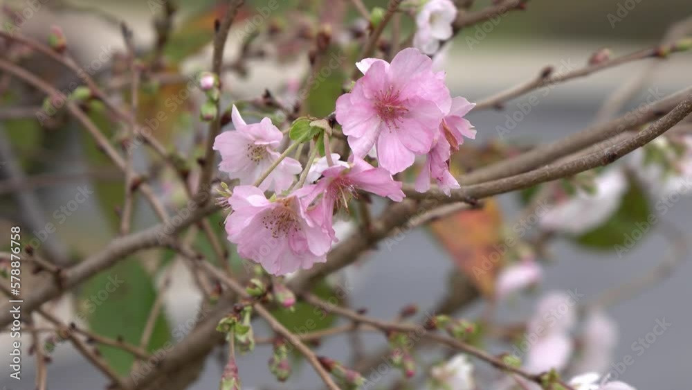 Beautiful pink cherry blossoms and bees in bloom in spring Beautiful pink cherry blossoms and bees in bloom in spring