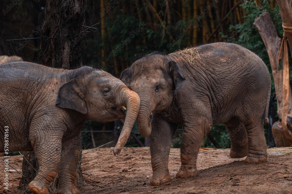 Fototapeta premium The Asian elephant (Elephas maximus) also known as the Asiatic elephant in enclosure of local Zoological garden.