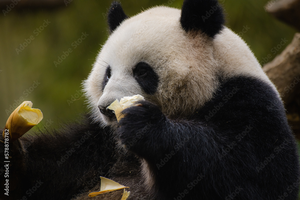 Obraz premium A young giant panda is very happy to eat bamboo