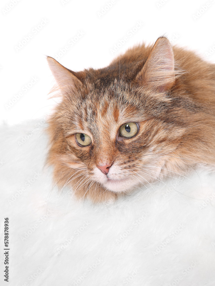 Maine Coon cat on a white background