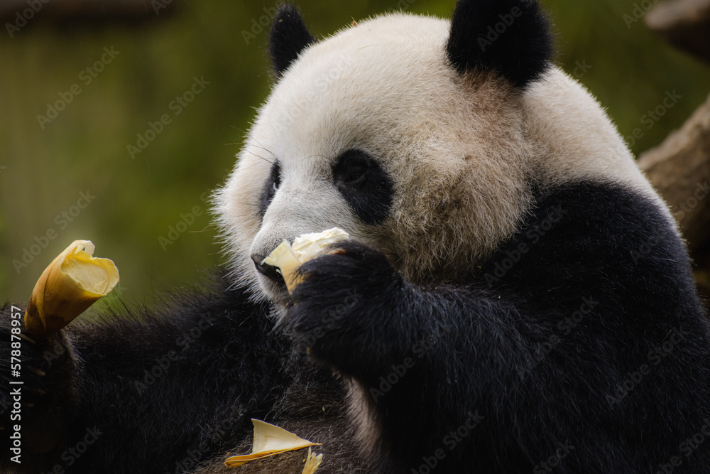 Obraz premium Panda eating shoots of bamboo. Rare and endangered black and white bear.