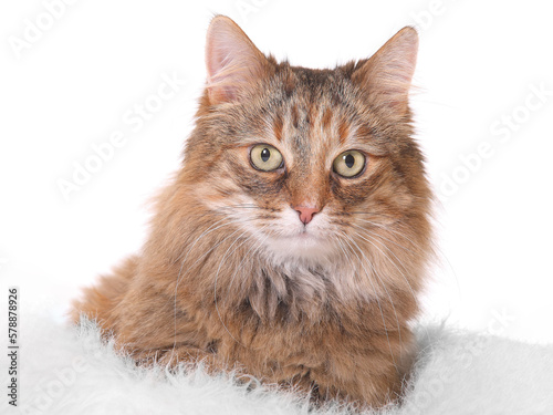 Maine Coon cat on a white background