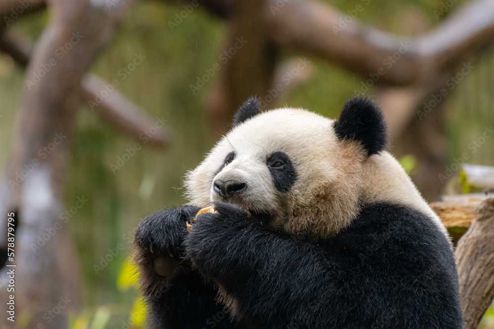 Giant panda eating bamboo in Guangzhou zoo, Wild Animals.