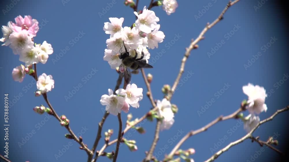 blooming tree in spring blooming tree in spring