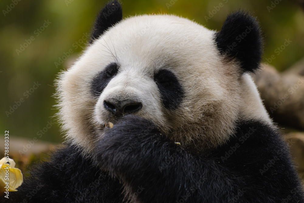 Obraz premium Giant panda bear (Ailuropoda Melanoleuca) eating in close up, China