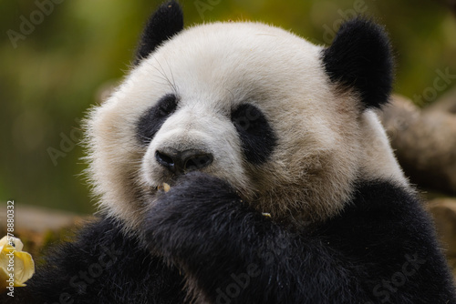 Giant panda bear (Ailuropoda Melanoleuca) eating in close up, China © Tatiana Kashko