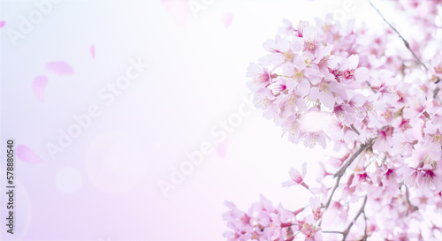 花びら散る満開の桜の背景 入学・卒業・入社・新生活・春のイメージ背景