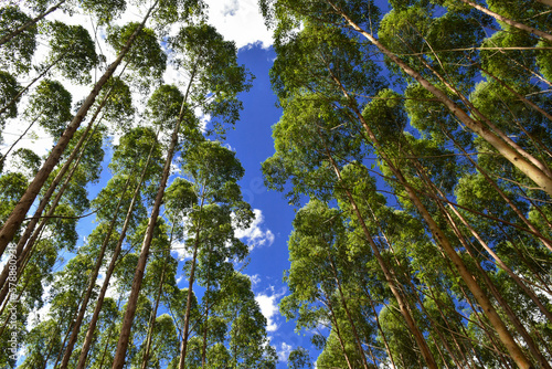 Eucalyptus Forest Wood Plantation Trees photo