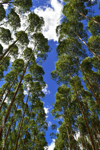 Fototapeta Naklejka Na Ścianę i Meble -  Eucalyptus Forest Wood Plantation Trees