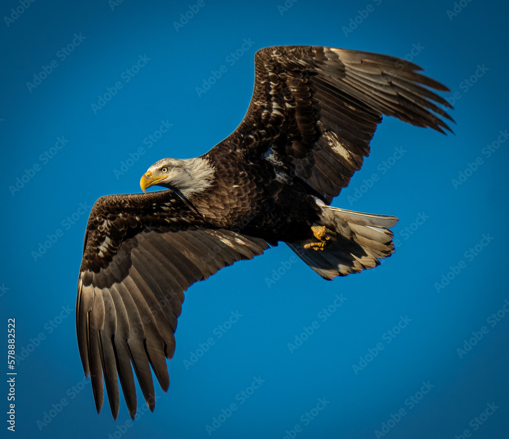 Fototapeta premium Bald Eagles