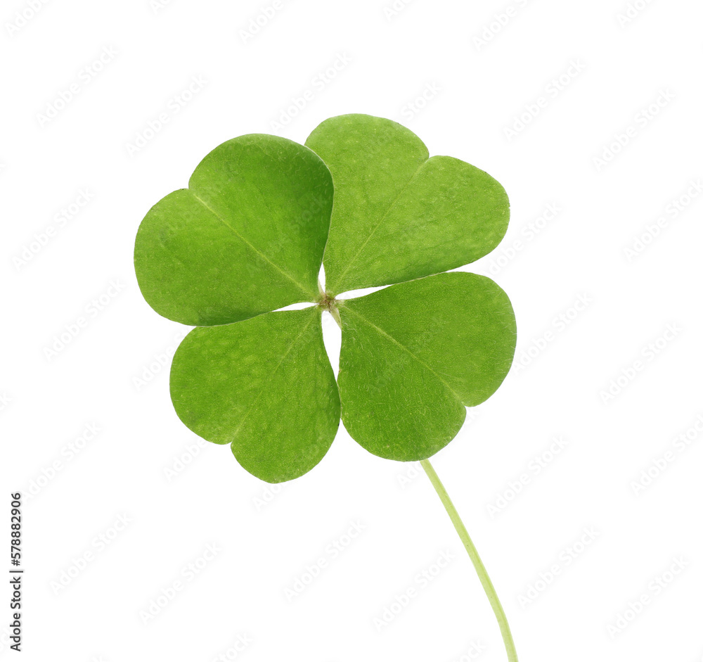 Beautiful green four leaf clover isolated on white Beautiful green four leaf clover isolated on white