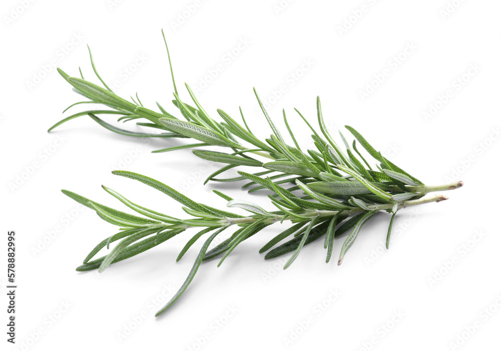 Fresh green rosemary twigs isolated on white Fresh green rosemary twigs isolated on white