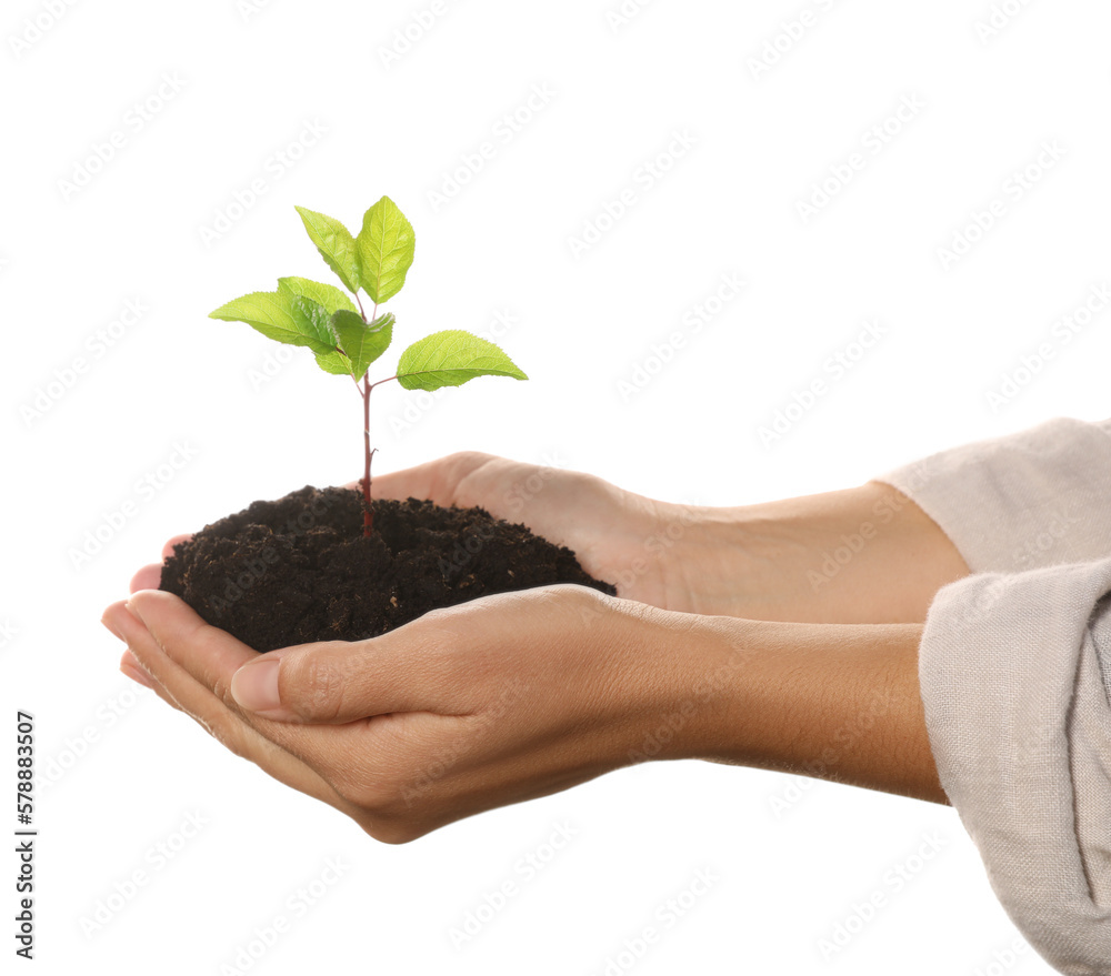 Woman holding soil with young green seedling on white background, closeup. Planting tree Woman holding soil with young green seedling on white background, closeup. Planting tree