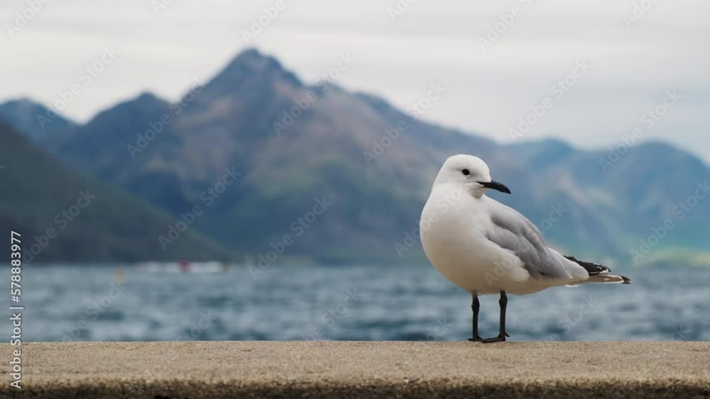 New Zealand Black-billed gull close up with mountain in the background New Zealand Black-billed gull close up with mountain in the background