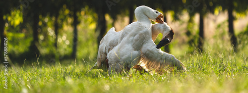 Fotografia Couple fighting geese on the farm, two geese have a fierce battle on the grass o