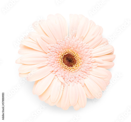 Blooming gerbera flower isolated on white background