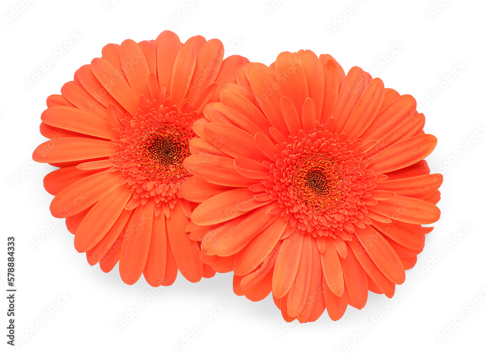 Blooming gerbera flowers isolated on white background