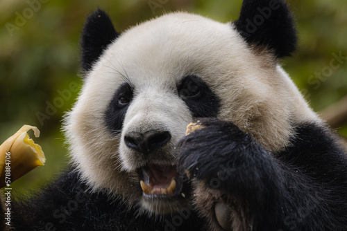 Close-up of Panda Bear or Giant Panda (Ailuropoda Melanoleuca). Ursidae family. Carnivorous mammal. Eating bamboo, he observe us with calm look while we take the photography, like posing for camera