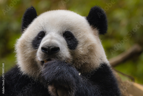 Chinese national treasure giant panda