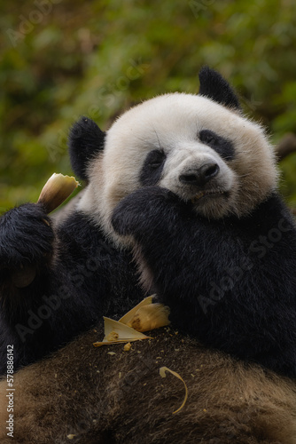 In this delightful image, a giant panda is seen feasting on a stalk of fresh bamboo while relaxing in its zoo habitat.