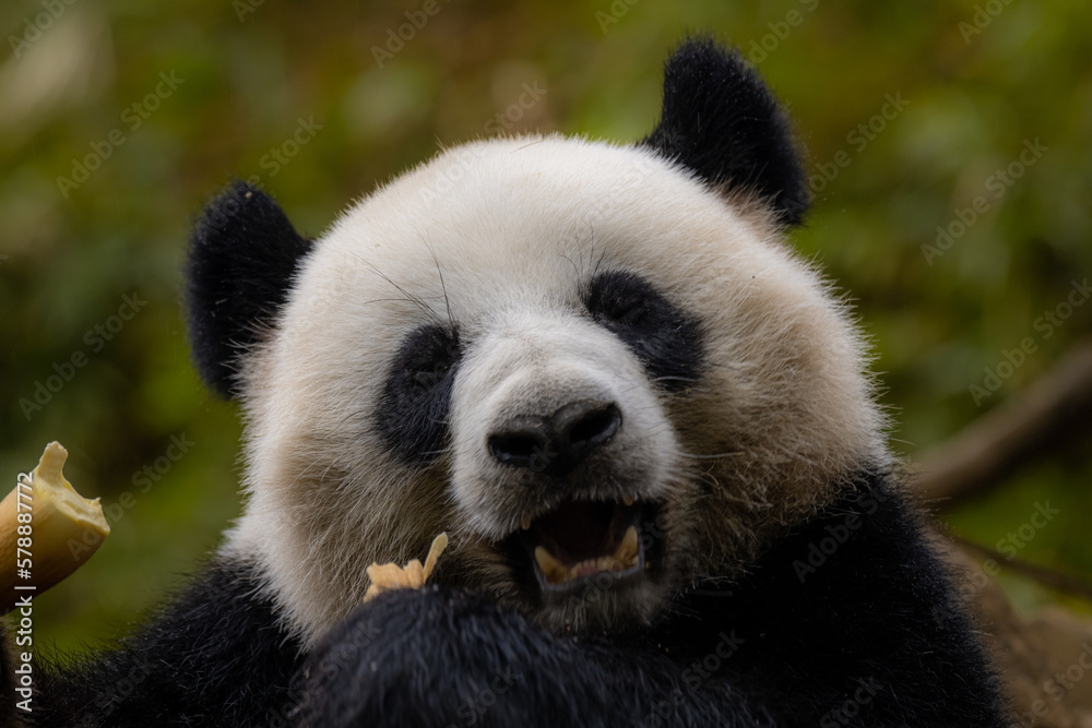 Obraz premium Panda eating bamboo roots in China