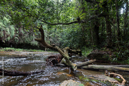 Baumstamm im Flussbett im Amazonas Regenwald