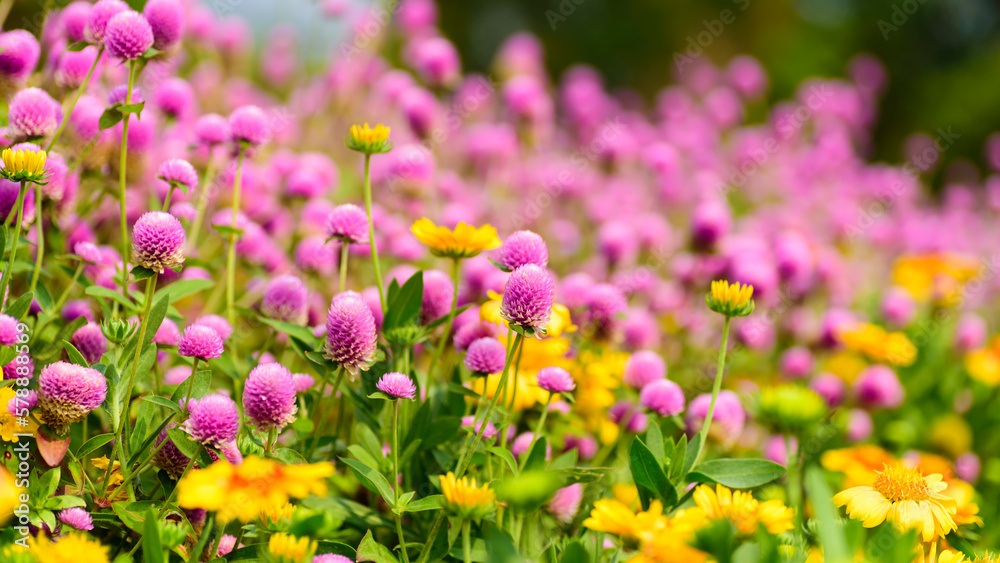 Close up of beautiful pink flower blooming in garden in spring nature background Close up of beautiful pink flower blooming in garden in spring nature background