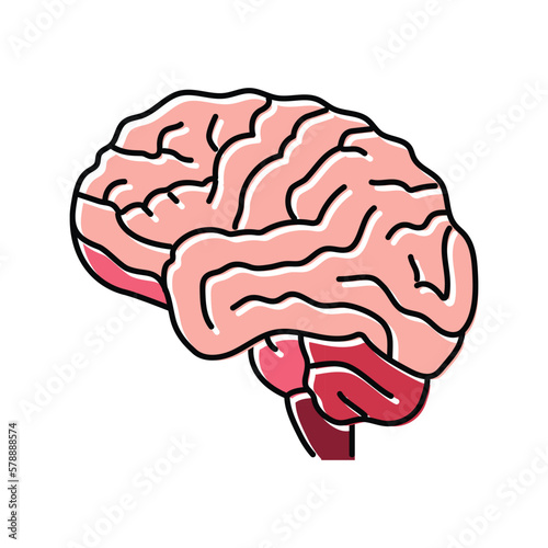 human brain human color icon vector illustration