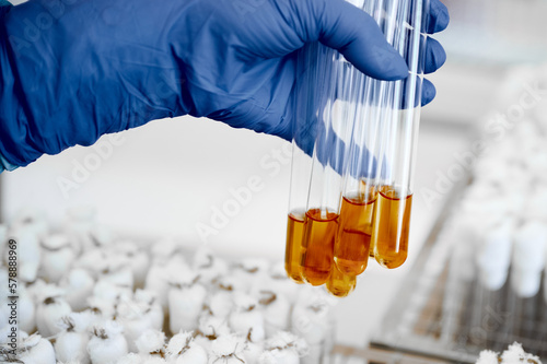 Glassware with samples for working on bacterial culture