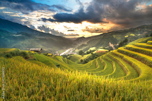 Paddy rice terraces with ripe yellow rice. Agricultural fields in countryside area of Mu Cang Chai, Yen Bai, mountain hills valley in Asia, Vietnam. Nature landscape background