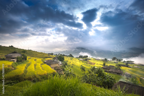 Dawn on rice fields prepares the harvest at northwest Vietnam. Rice fields terraced of Hoang Su Phi  Ha Giang province  Vietnam. Vietnam landscapes