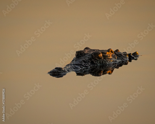 Tableau sur toile Crocodile lurking in the water at sunset in the Kruger National Park