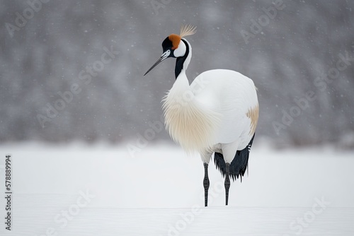 The red crowned crane (Grus japonensis), also known as the Japanese crane or Manchurian crane, rests on one leg in a natural setting at Tsurui Ito Tancho Sanctuary in Kushiro, Hokkaido, Japan's snowy photo