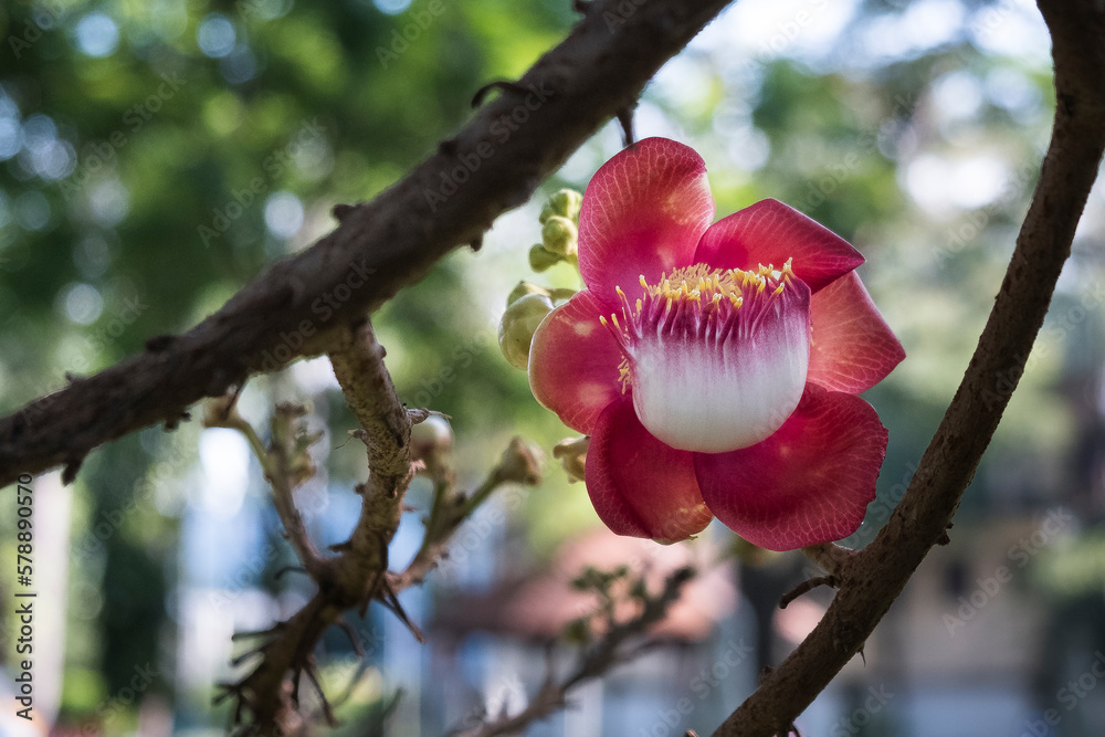 Beautiful close-up of Cannonball tree flowers (Couroupita guianensis) Beautiful close-up of Cannonball tree flowers (Couroupita guianensis)