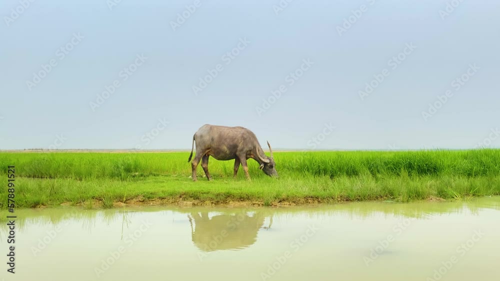 Single buffalo grazing on vibrant Bangladesh meadow with water reflection
