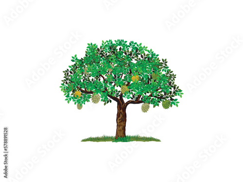 durian tree in the garden, hand drawn style