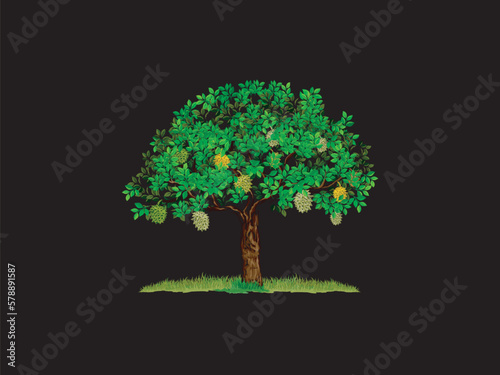 durian tree illustration, isolated on black background