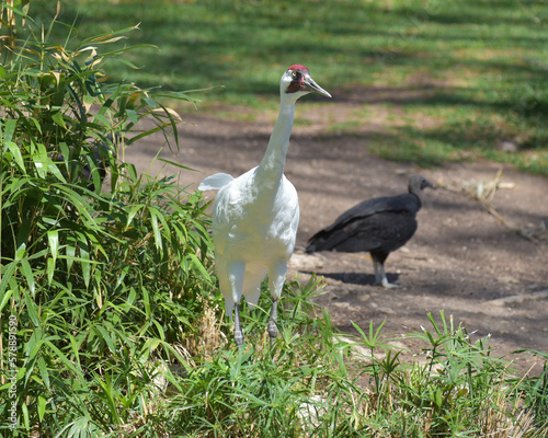 Tall Crane