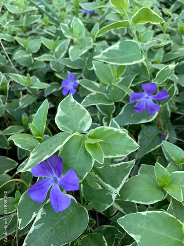 flowers in the garden