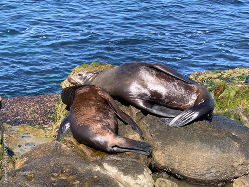island sea lion