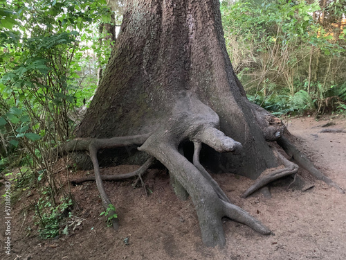 roots of a tree