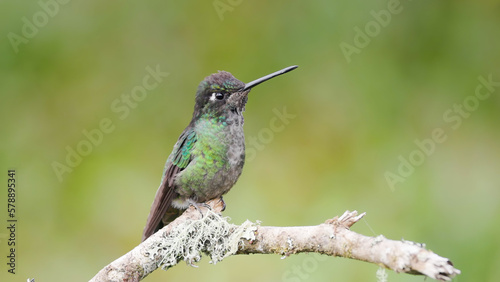 a perching talamanca hummingbird at a garden