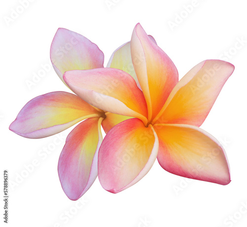Plumeria or Frangipani or Temple tree flower. Close up yellow-pink plumeria flowers bouquet isolated on transparent background.